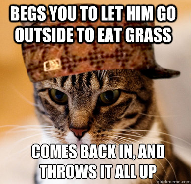 Begs you to let him go outside to eat grass comes back in, and throws it all up
  Scumbag Cat