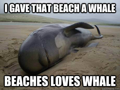 I gave that beach a whale beaches loves whale  beached whale