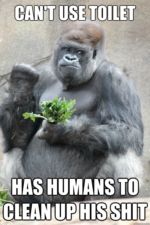 Can't use toilet has humans to clean up his shit - Can't use toilet has humans to clean up his shit  Success Gorilla
