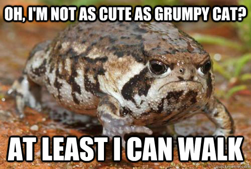 Oh, I'm not as cute as grumpy cat? at least i can walk - Oh, I'm not as cute as grumpy cat? at least i can walk  Misc