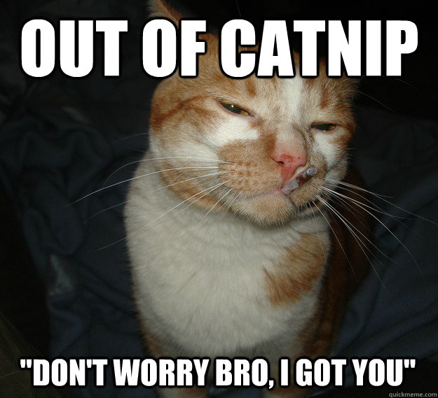 Out of catnip 