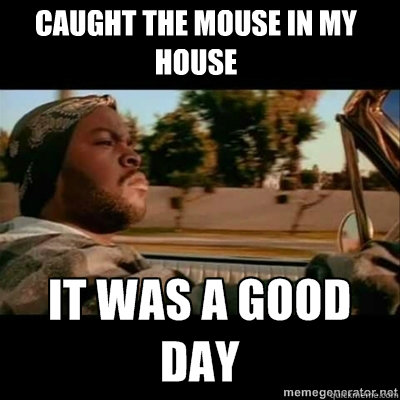 Caught the mouse in my house  ICECUBE