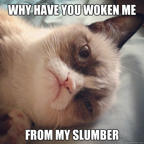 why have you woken me from my slumber - why have you woken me from my slumber  Grumpy Cat! Wake Up!!