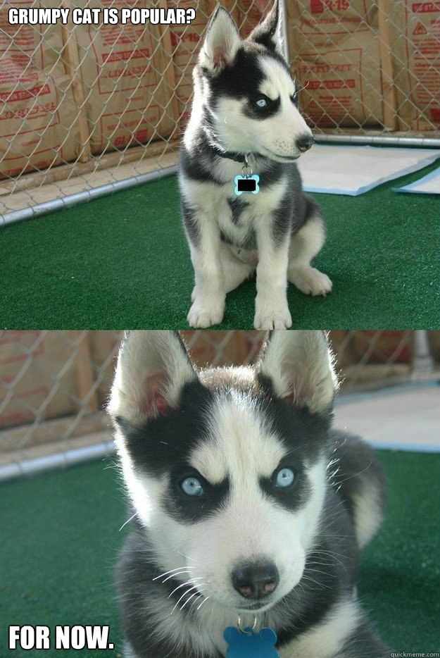 Grumpy cat is popular? For now.  Insanity puppy