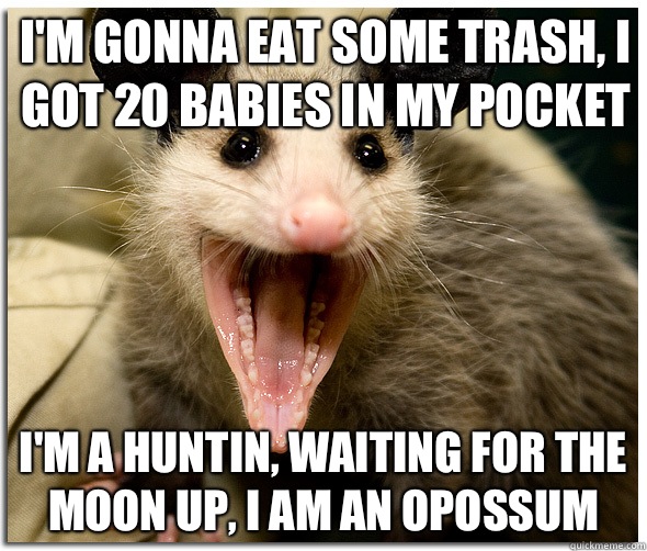 I'm gonna eat some trash, I got 20 babies in my pocket I'm a huntin, waiting for the moon up, I am an opossum  