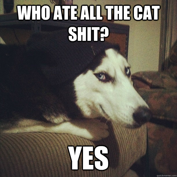 Who ate all the cat shit? yes  Neeko Stoner Dog
