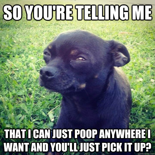 so you're telling me  that i can just poop anywhere i want and you'll just pick it up?  Skeptical Dog