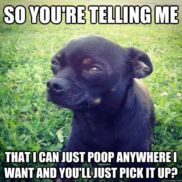 so you're telling me  that i can just poop anywhere i want and you'll just pick it up? - so you're telling me  that i can just poop anywhere i want and you'll just pick it up?  Skeptical Dog