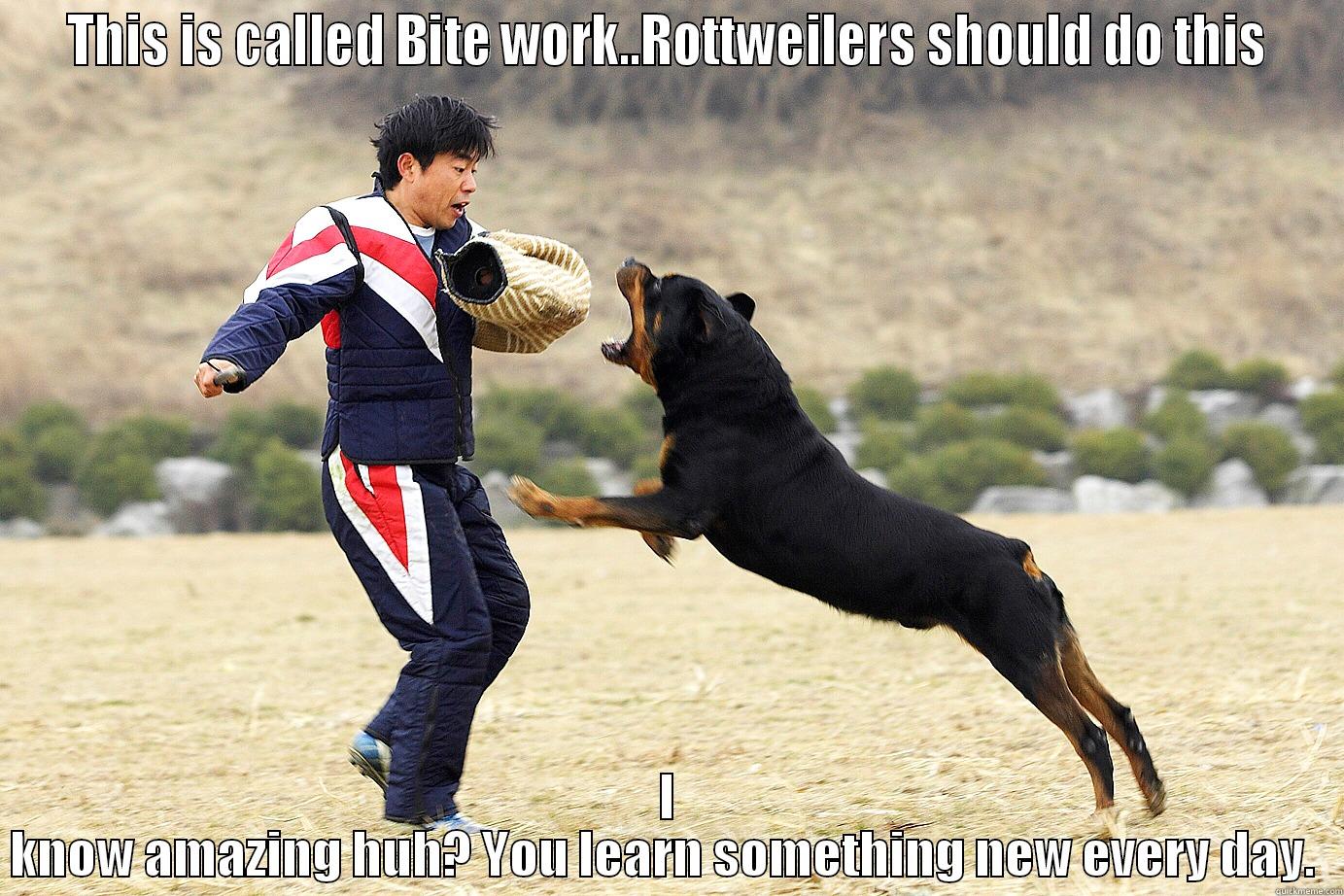 THIS IS CALLED BITE WORK..ROTTWEILERS SHOULD DO THIS I KNOW AMAZING HUH? YOU LEARN SOMETHING NEW EVERY DAY.  Misc