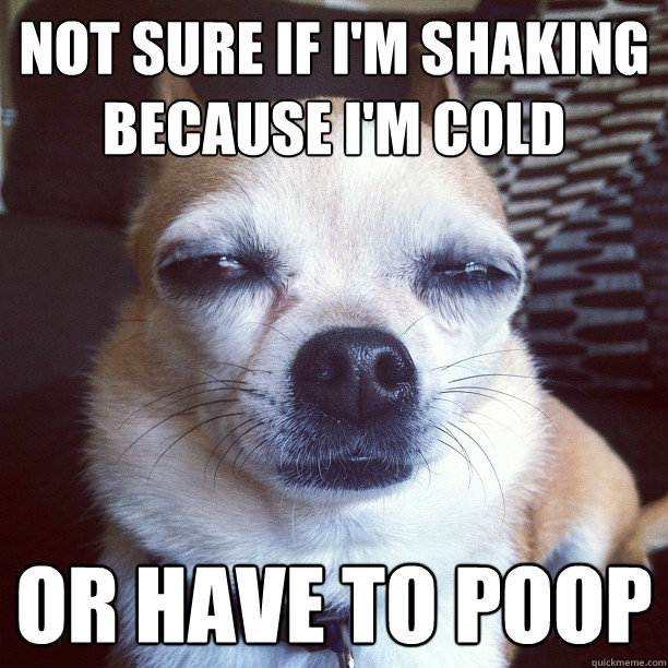 Not sure if I'm shaking because I'm cold Or have to poop  Not sure Chihuahua