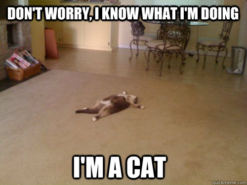 Don't worry, I know what I'm doing I'm a cat - Don't worry, I know what I'm doing I'm a cat  Down Cat