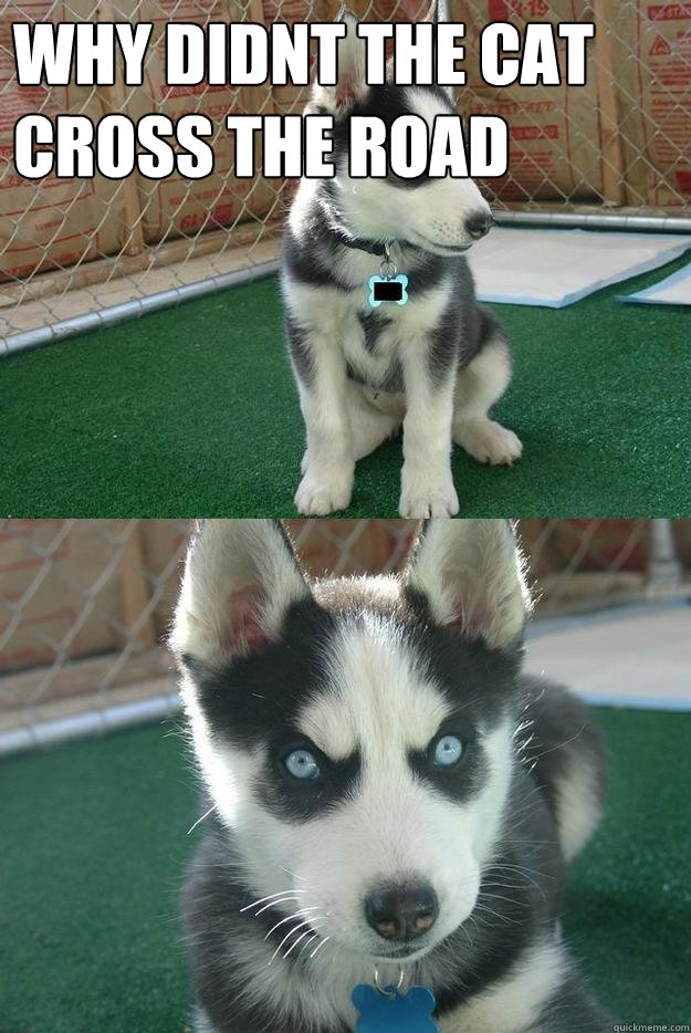 Why didnt the cat cross the road   Insanity puppy
