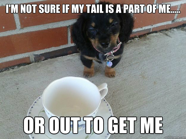 I'm not sure if my tail is a part of me..... Or out to get me  