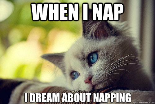 When I Nap i dream about napping  First World Problems Cat