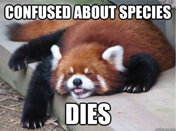 confused about species dies - confused about species dies  Bear  Cat  Dog  Raccoon