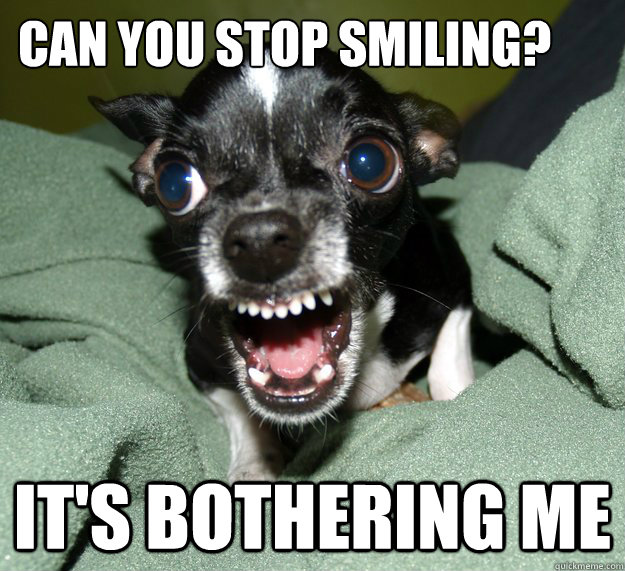 Can you stop smiling? It's bothering me - Can you stop smiling? It's bothering me  Chihuahua Logic