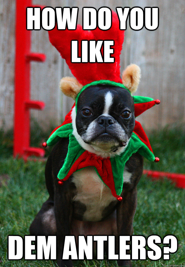 How do you like dem antlers?  grumpy holiday dog