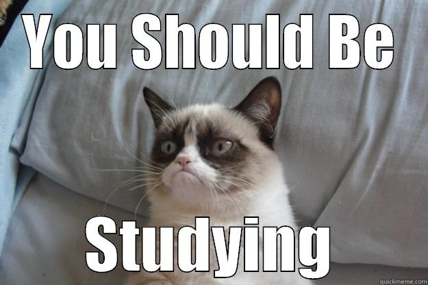 You should be studying - YOU SHOULD BE STUDYING Grumpy Cat