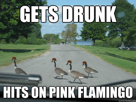 Gets drunk hits on pink flamingo  