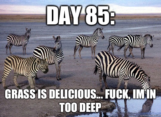Day 85: Grass is delicious... fuck, im in too deep - Day 85: Grass is delicious... fuck, im in too deep  Zebra Lion