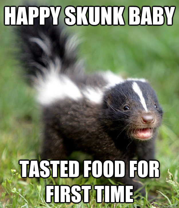 Happy Skunk Baby Tasted food for first time  Happy Skunk Baby