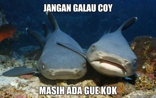jangan galau coy masih ada gue kok  Compassionate Shark Friend