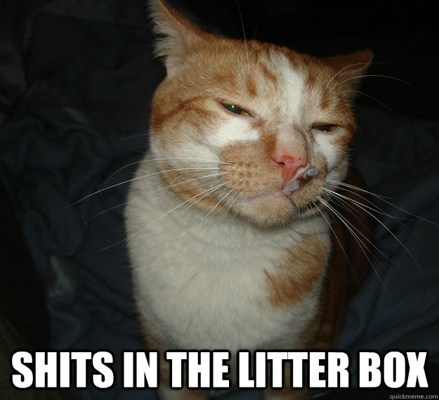  shits in the litter box  Cool Cat Craig