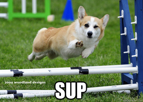  Sup  Ridiculously Photogenic Dog