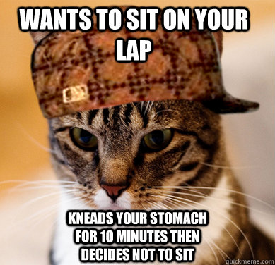 Wants to sit on your lap Kneads your stomach for 10 minutes then decides not to sit - Wants to sit on your lap Kneads your stomach for 10 minutes then decides not to sit  Scumbag Cat