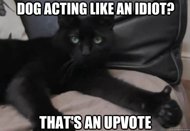 Dog acting like an idiot? That's an upvote  Upvote Kitty