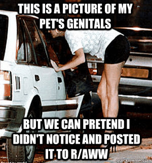 This is a picture of my pet's genitals But we can pretend I didn't notice and posted it to r/aww  Karma Whore