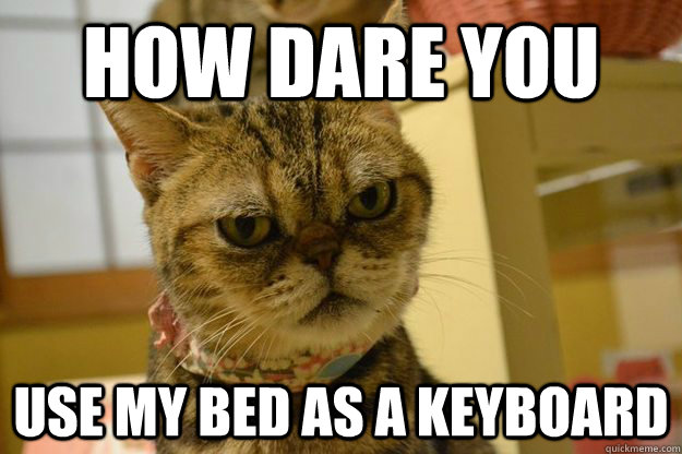 how dare you use my bed as a keyboard  Angry Cat