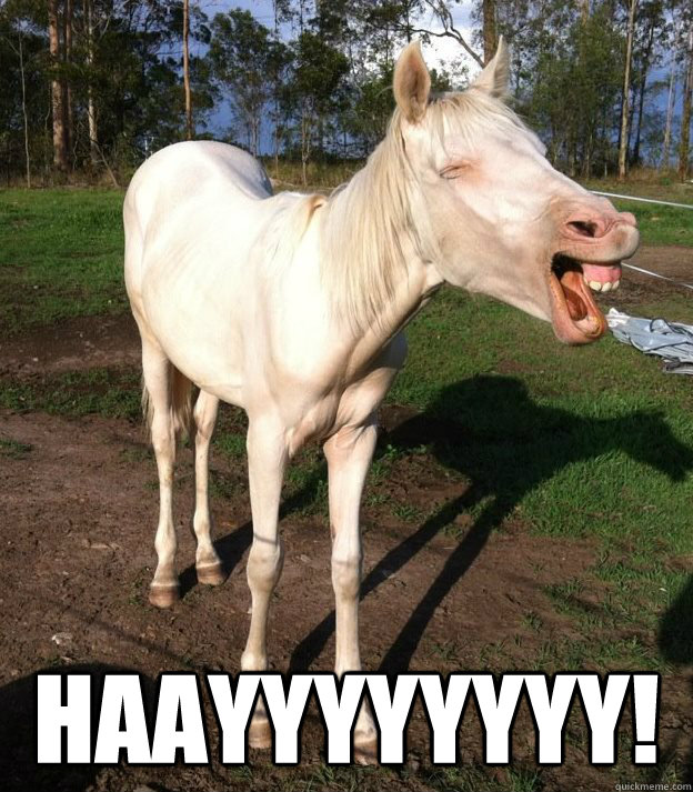 HAAYYYYYYYY! -  HAAYYYYYYYY!  Hysterical Horse