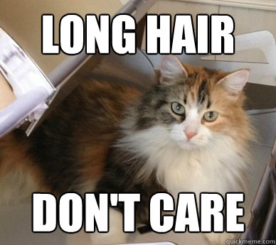 Long Hair Don't Care  Cat Hair