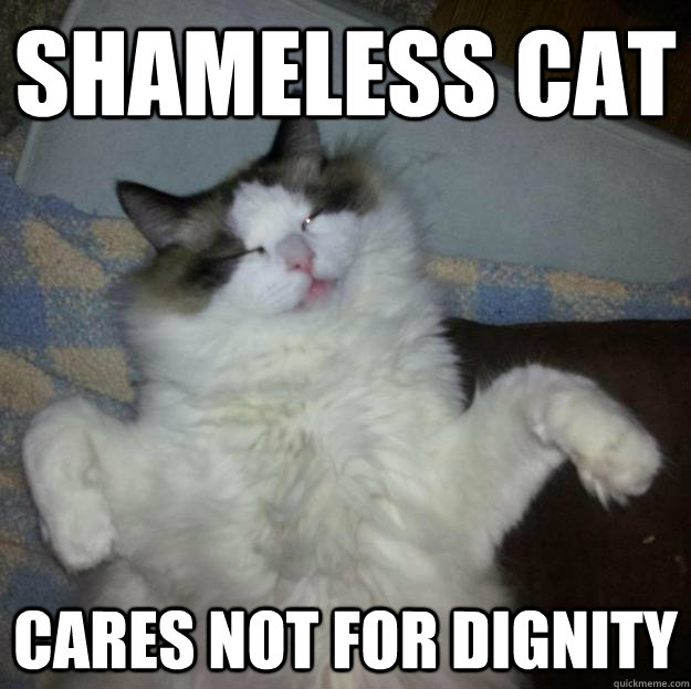 厚顏無恥的貓貓們