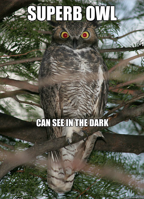 Superb Owl can see in the dark  