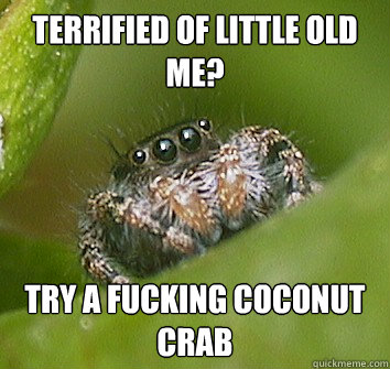 Terrified of little old me? Try a fucking coconut crab  Misunderstood Spider