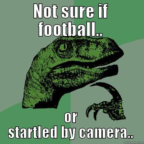 NOT SURE IF FOOTBALL.. OR STARTLED BY CAMERA.. Philosoraptor