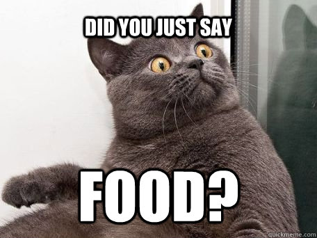 Did you just say FOOD?  conspiracy cat