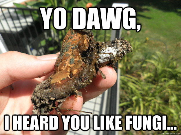 Yo dawg, I heard you like fungi...  Funginception