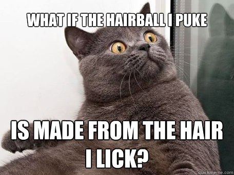What if the hairball I puke is made from the hair I lick? - What if the hairball I puke is made from the hair I lick?  conspiracy cat