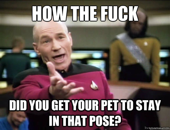 How the fuck did you get your pet to stay in that pose?  Annoyed Picard HD