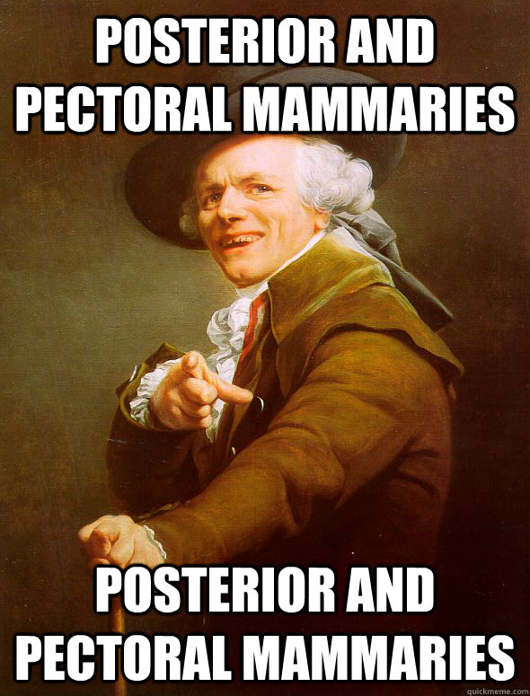 Posterior and pectoral mammaries Posterior and pectoral mammaries  Joseph Ducreux