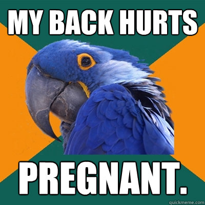 My back hurts Pregnant.  Paranoid Parrot