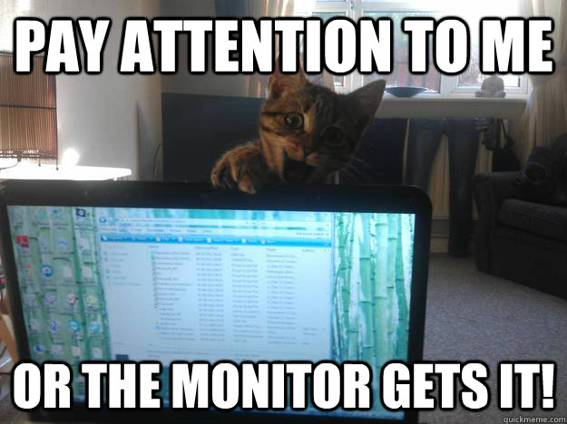 Pay attention to me Or the monitor gets it!  
