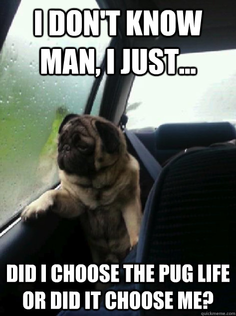 I don't know man, I just... Did I choose the pug life or did it choose me?  Introspective Pug