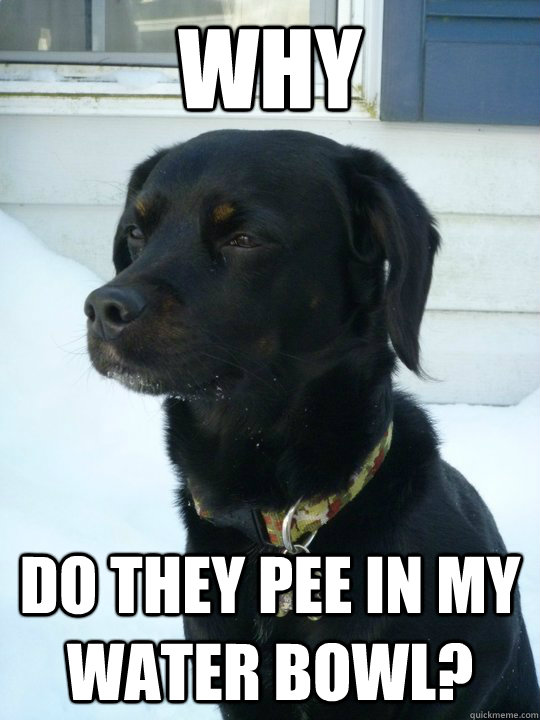 Why do they pee in my water bowl?  Philosophical Puppy