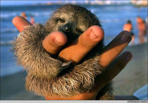           ♥   cute baby sloth