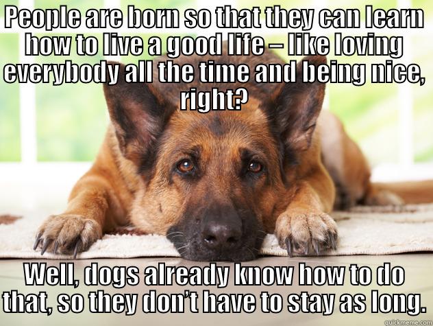 dog comfort - PEOPLE ARE BORN SO THAT THEY CAN LEARN HOW TO LIVE A GOOD LIFE – LIKE LOVING EVERYBODY ALL THE TIME AND BEING NICE, RIGHT? WELL, DOGS ALREADY KNOW HOW TO DO THAT, SO THEY DON’T HAVE TO STAY AS LONG. Misc