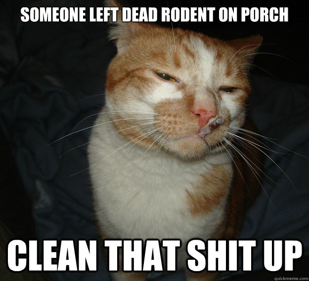 SOMEONE LEFT DEAD RODENT ON PORCH CLEAN THAT SHIT UP  Cool Cat Craig